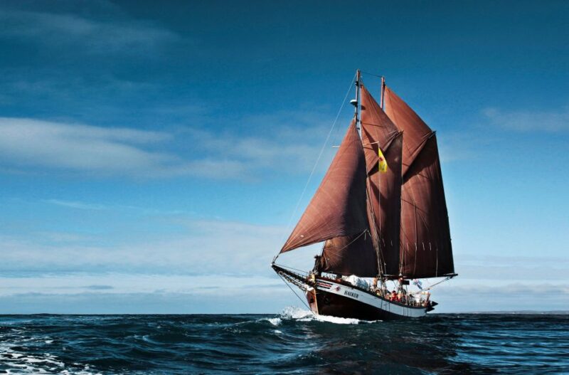 Húsavík: Whale Watching by Traditional Wooden Sailing Ship - Complimentary Refreshments