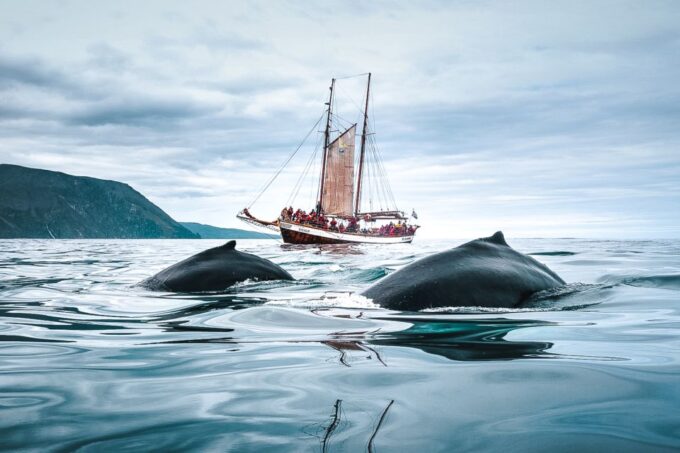 Húsavík: Whale Watching by Traditional Wooden Sailing Ship - Meeting Point and Attire