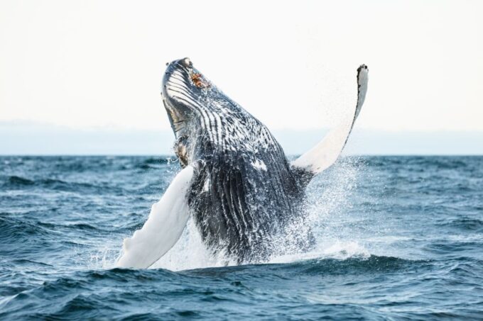 Húsavík: Whale Watching by Traditional Wooden Sailing Ship - Customer Ratings and Feedback