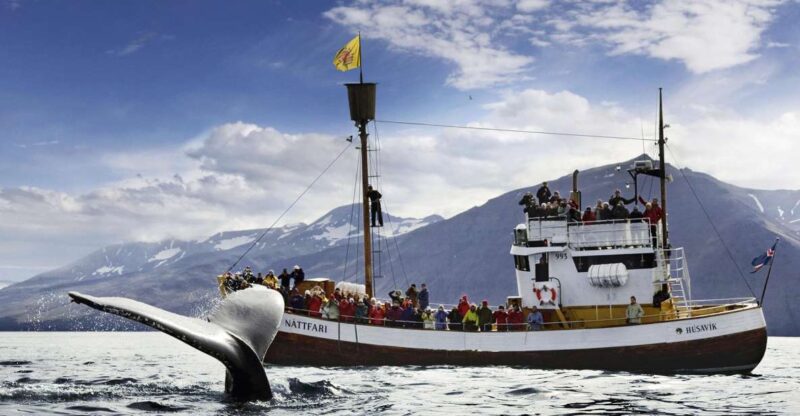 Húsavík: Whale-Watching Cruise and Puffins Guided Tour - Experience Highlights