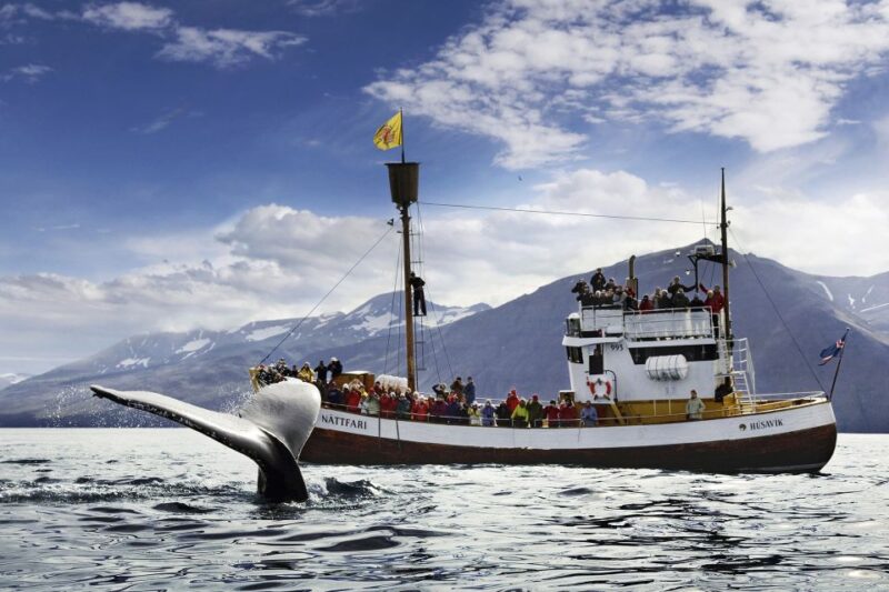 Húsavík: Whale-Watching Cruise and Puffins Guided Tour - What to Expect