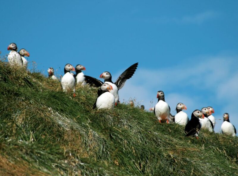 Húsavík: Whale-Watching Cruise and Puffins Guided Tour - Important Information