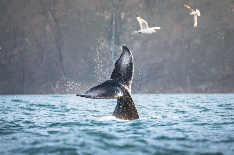 Húsavík: Whale-Watching Cruise and Puffins Guided Tour - Customer Reviews