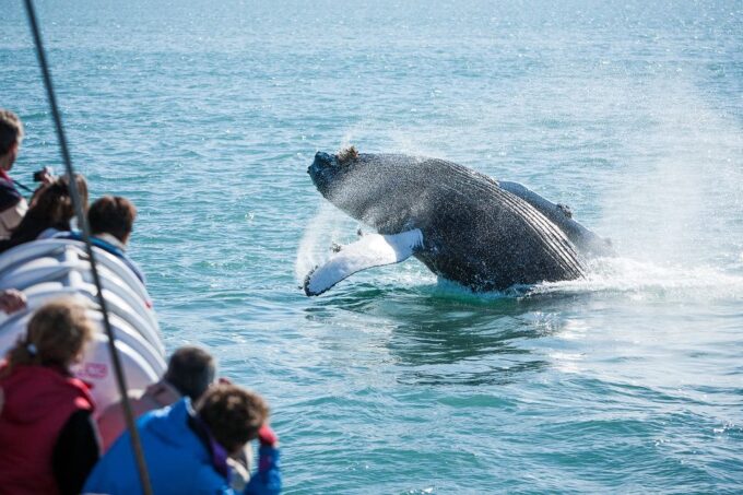 Húsavík: Whale-Watching Cruise and Puffins Guided Tour - Inclusions and Exclusions