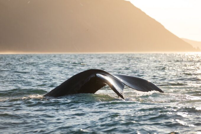 Húsavík: Whale-Watching Cruise and Puffins Guided Tour - Safety and Accessibility