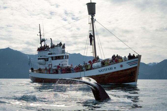 Húsavík: Whale-Watching Cruise and Puffins Guided Tour - Frequently Asked Questions