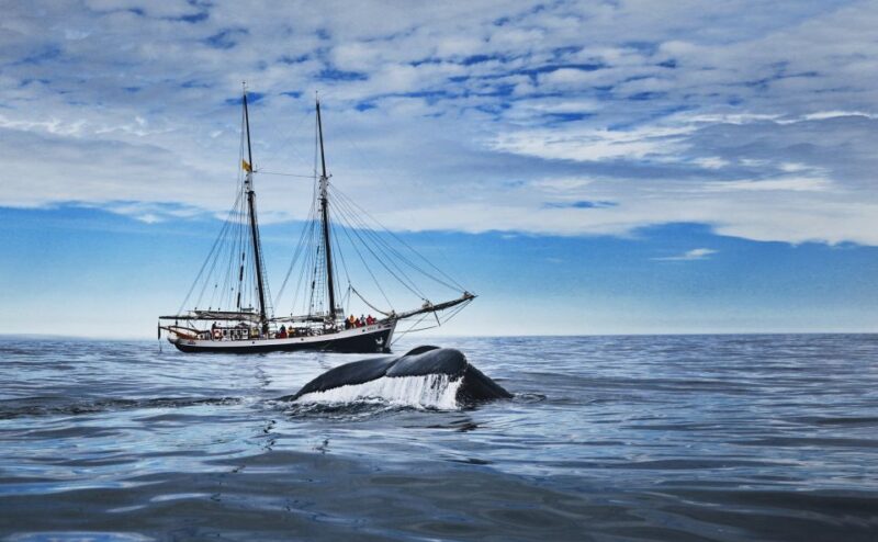 Húsavík: Whale Watching on a Carbon Neutral Oak Boat - Wildlife and Amenities