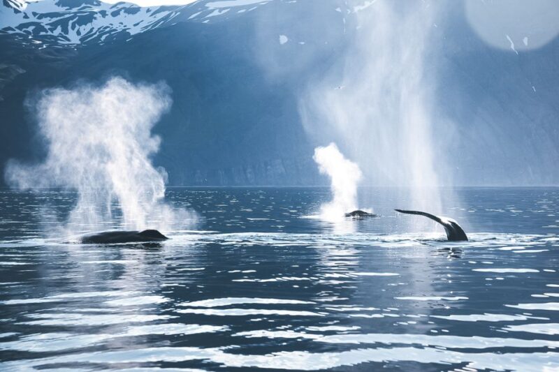 Húsavík: Whale Watching on a Carbon Neutral Oak Boat - Meeting Point and Accessibility