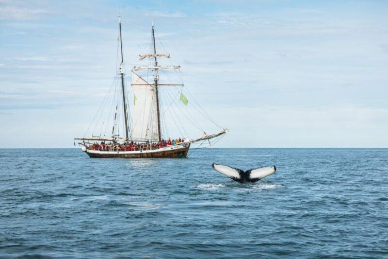 Húsavík: Whale Watching on a Carbon Neutral Oak Boat - Customer Reviews and Ratings