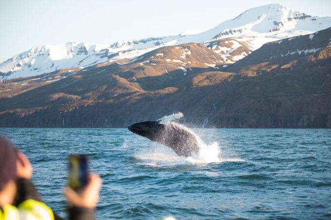 Húsavík: Whale Watching on a Carbon Neutral Oak Boat - Whale Watching in Skjálfandi Bay