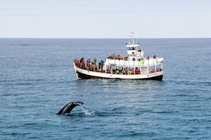 Húsavík: Whale Watching on a Carbon Neutral Oak Boat - Sustainable Development Initiatives
