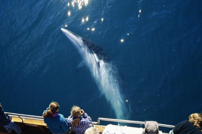 Húsavík: Whale Watching on a Carbon Neutral Oak Boat - Carbon Neutral Tours Since 2015