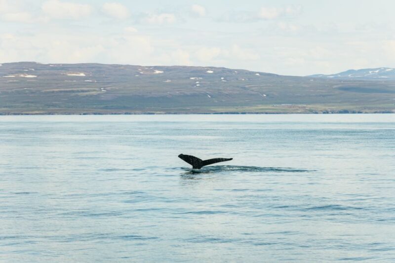 Húsavík: Whale Watching Tour With Guide - Tour Details