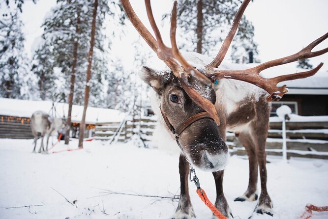 Husky and Reindeer Farm Visit With Snowmobiling - Customer Reviews and Feedback