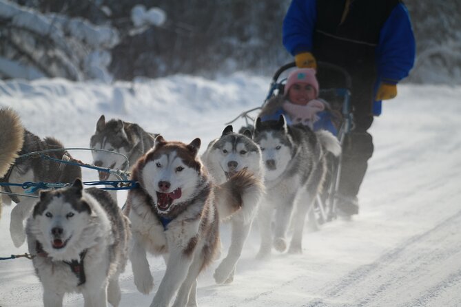 Husky Dog Sledding & Mushing With Pick up and Photo Service in Fairbanks, Alaska - Participant Reviews