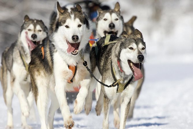 Husky Dog Sledding Tour From Riga - Pickup Information