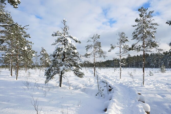 Husky Dog Sledding Tour From Riga - Health and Safety Restrictions