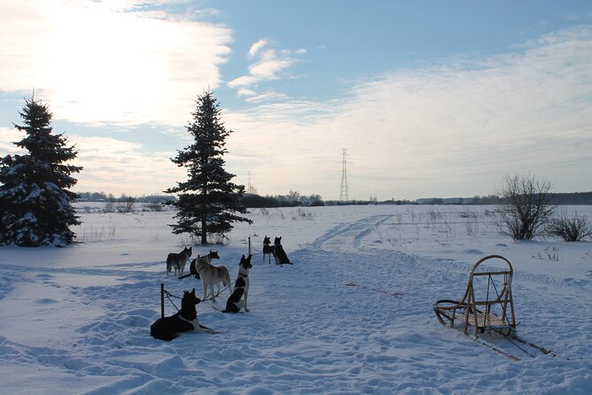 Husky Dog Sledding Tour From Riga - Reviews and Ratings