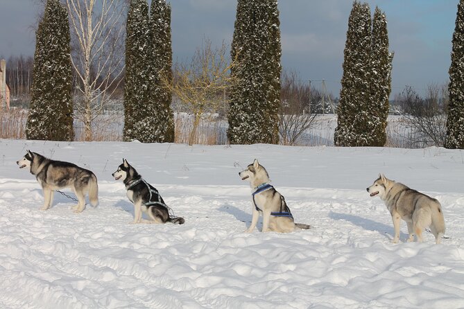 Husky Dog Sledding Tour From Riga - Sledding Techniques and Track