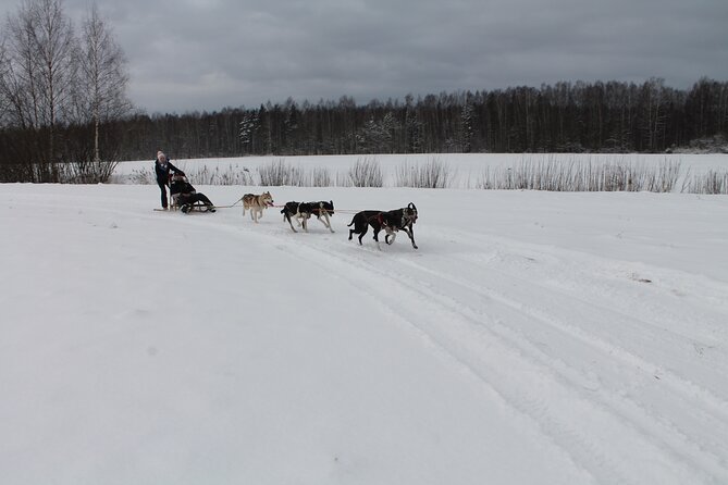 Husky Dog Sledding Tour From Riga - Alternative Dog Carting
