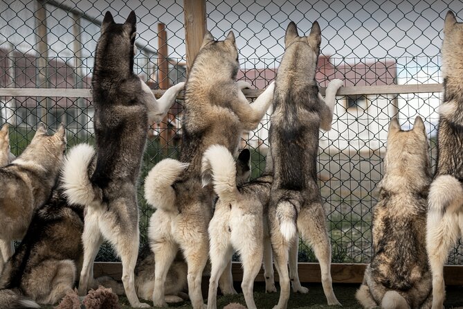 Husky Petting, in Akureyri - Key Points