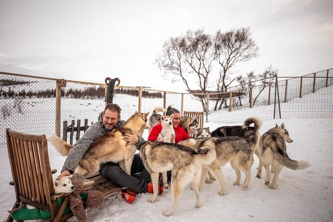Husky Petting in Akureyri (private) - Good To Know