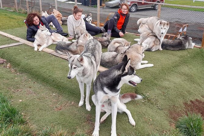 Husky Petting in Akureyri (private) - Tour Inclusions