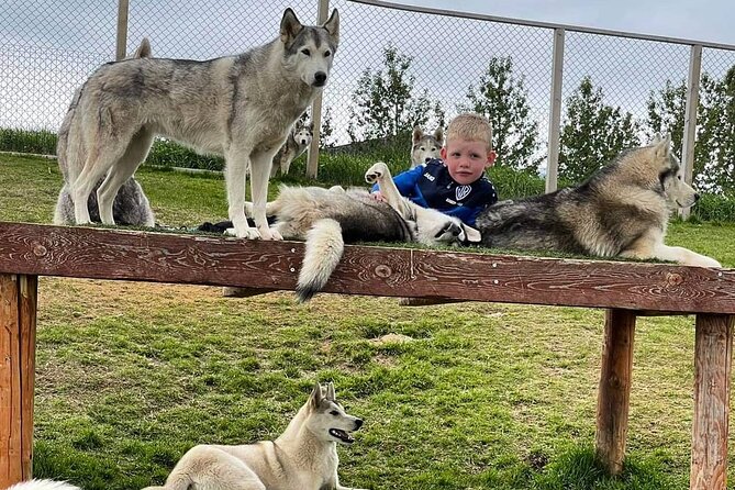 Husky Petting in Akureyri (private) - Reviews and Testimonials