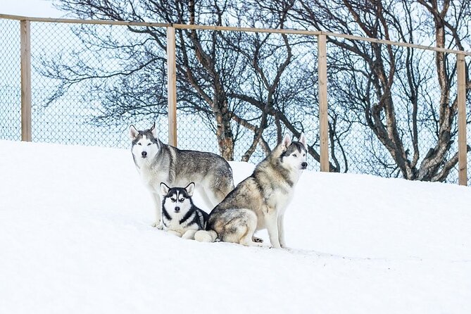 Husky Petting in Akureyri (private) - Pricing and Booking Information