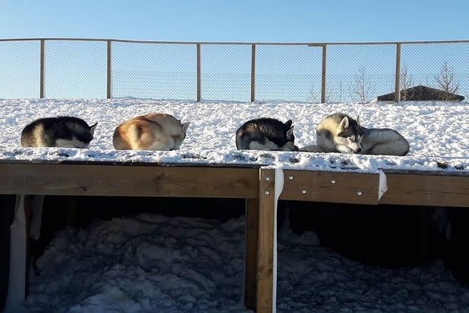 Husky Petting in Akureyri (private) - Highlights of the Visit