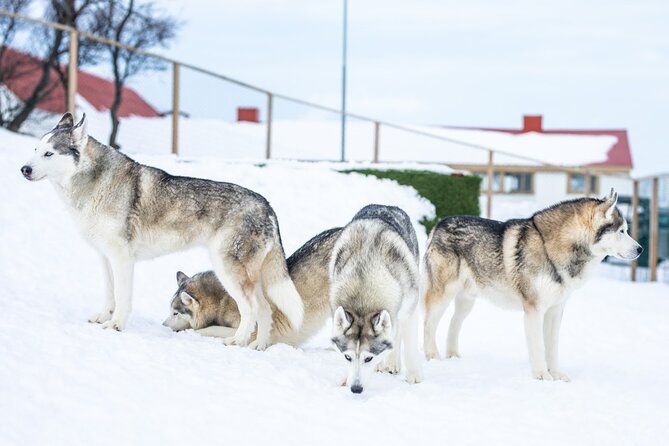Husky Petting in Akureyri (private) - Expertise of the Hosts