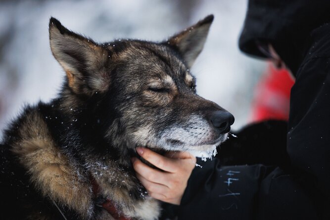 Husky, Reindeer Farm and Santa Village Experience - Hassle-Free Pickup and Drop-off