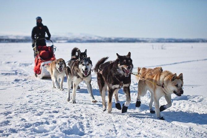 Husky Ride Private Tour From Krakow - Pricing and Booking Details