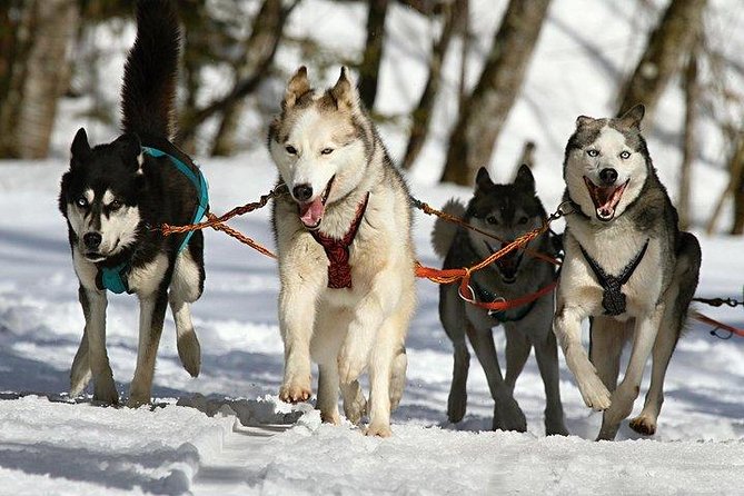 Husky Ride Private Tour From Krakow - Husky Ride Adventure