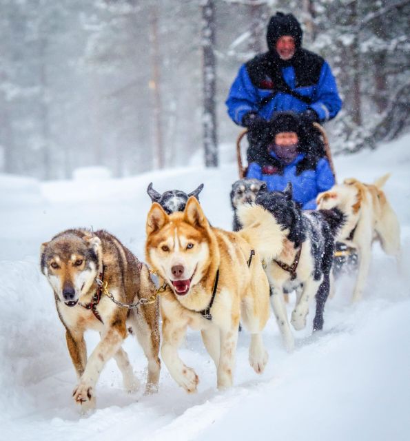 Husky Safari 1 Hour (10 Km) Small-Group Mushing Experience - Activity Overview