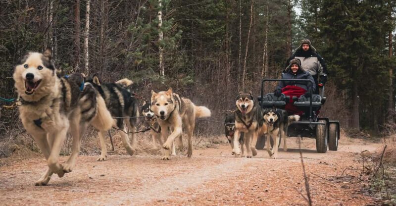 Husky Safari and Guided Tour. Autumn - Experience Highlights
