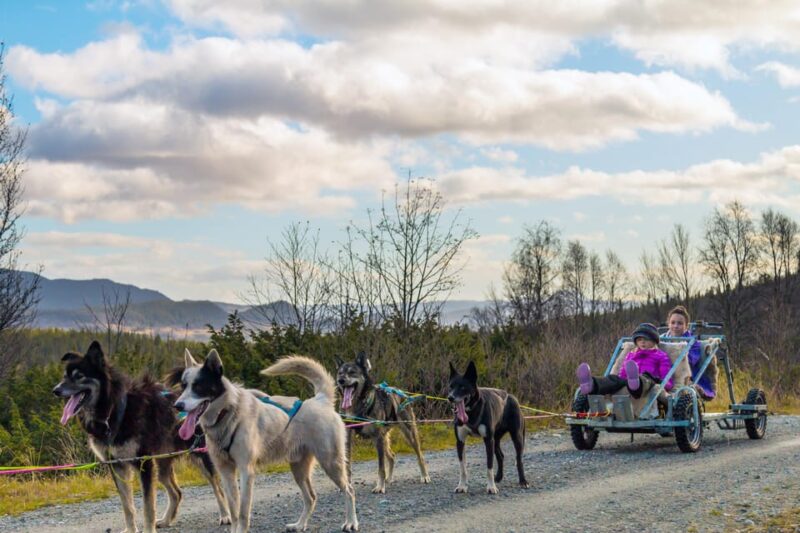 Husky Safari and Guided Tour. Autumn - Husky Farm