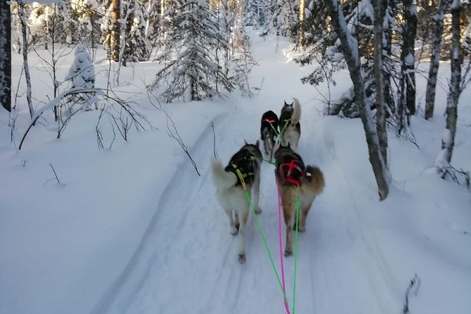 Husky Safari - Good To Know