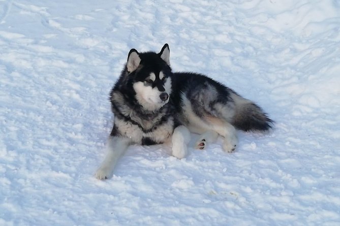 Husky Safari - Meeting and Pickup