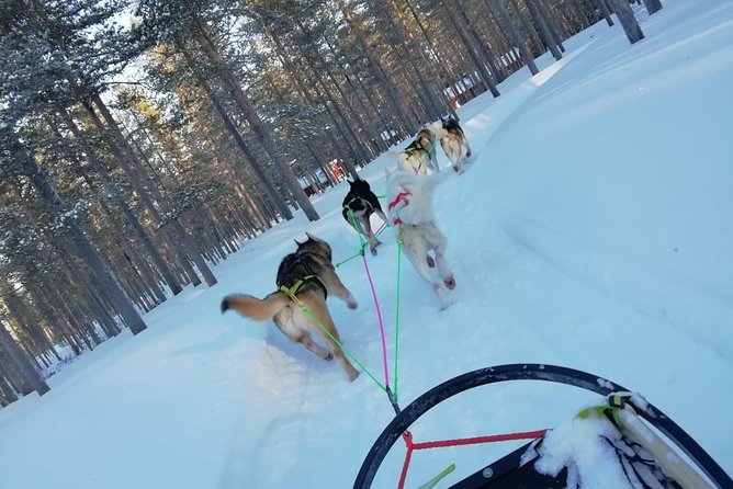 Husky Safari - Experience Highlights