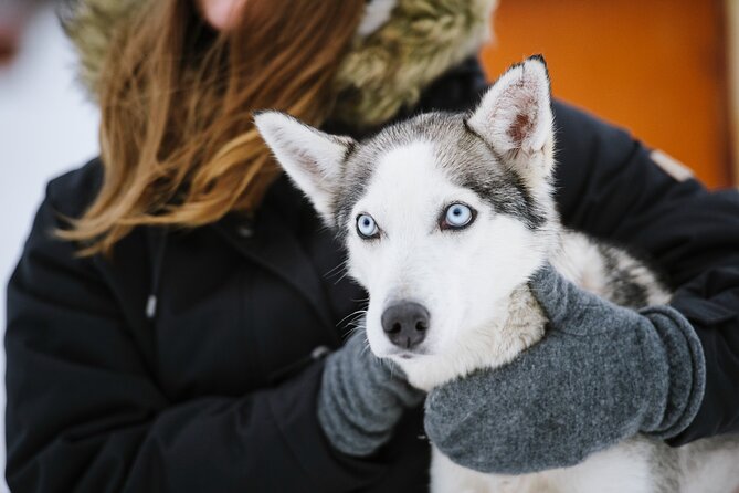 Husky Safari From Levi 2 KM or 5 KM With Husky Sledge Ride - Traveler Feedback and Ratings