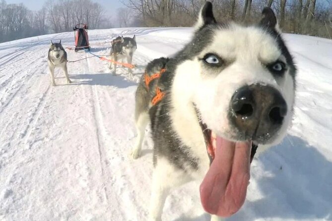 Husky Sledding Ride 1,5 Km Family Trip - Taking in the Levi Landscape