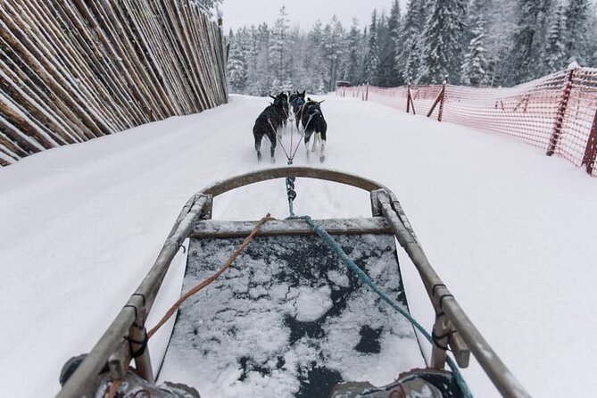 Husky Sledding Ride 1,5 Km Family Trip - Interacting With Reindeer at the Park