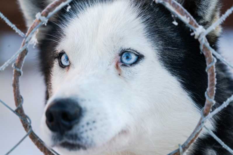 Husky Sledding Ride 1,5 Km Family Trip - Experience Highlights