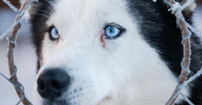 Husky Sledding Ride 1,5 Km Family Trip - Included Services