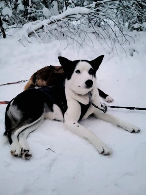 Husky Sledding Ride 1,5 Km Family Trip - Recommended Attire