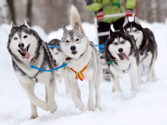 Husky Sledding Ride 1,5 Km Family Trip - Frequently Asked Questions