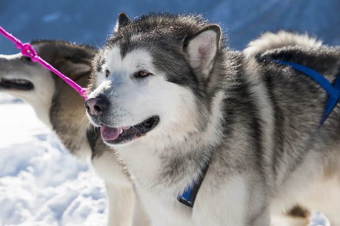 Husky Sledding Ride in Levi 5 KM - Meeting and End Points