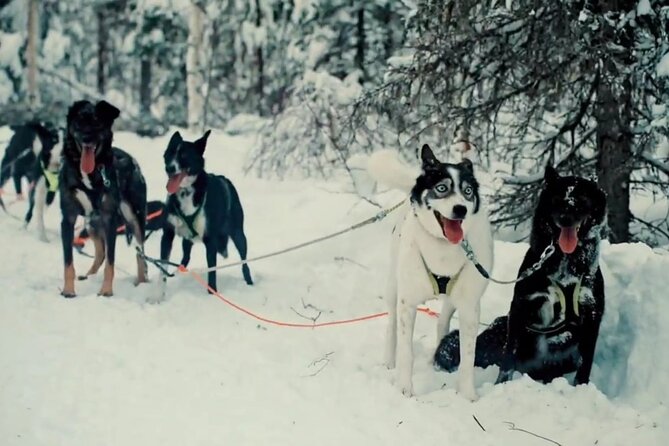 Husky Sledding Ride in Levi 5 KM - Booking Information
