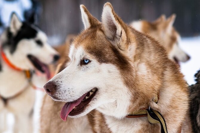Husky Sledding Ride in Levi 5 KM - Preparing for the Ride